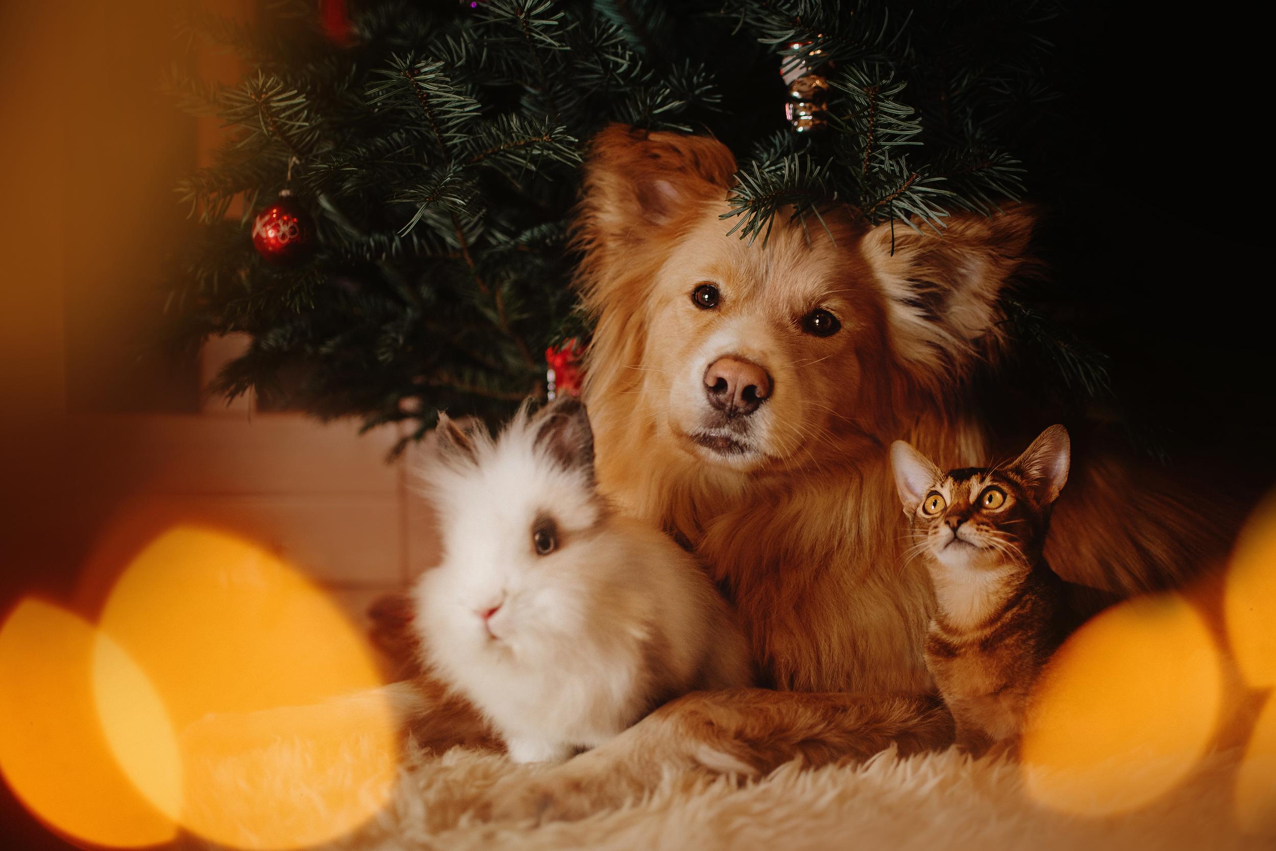 Dog Cat and Guinea Pig Under Christmas Tree