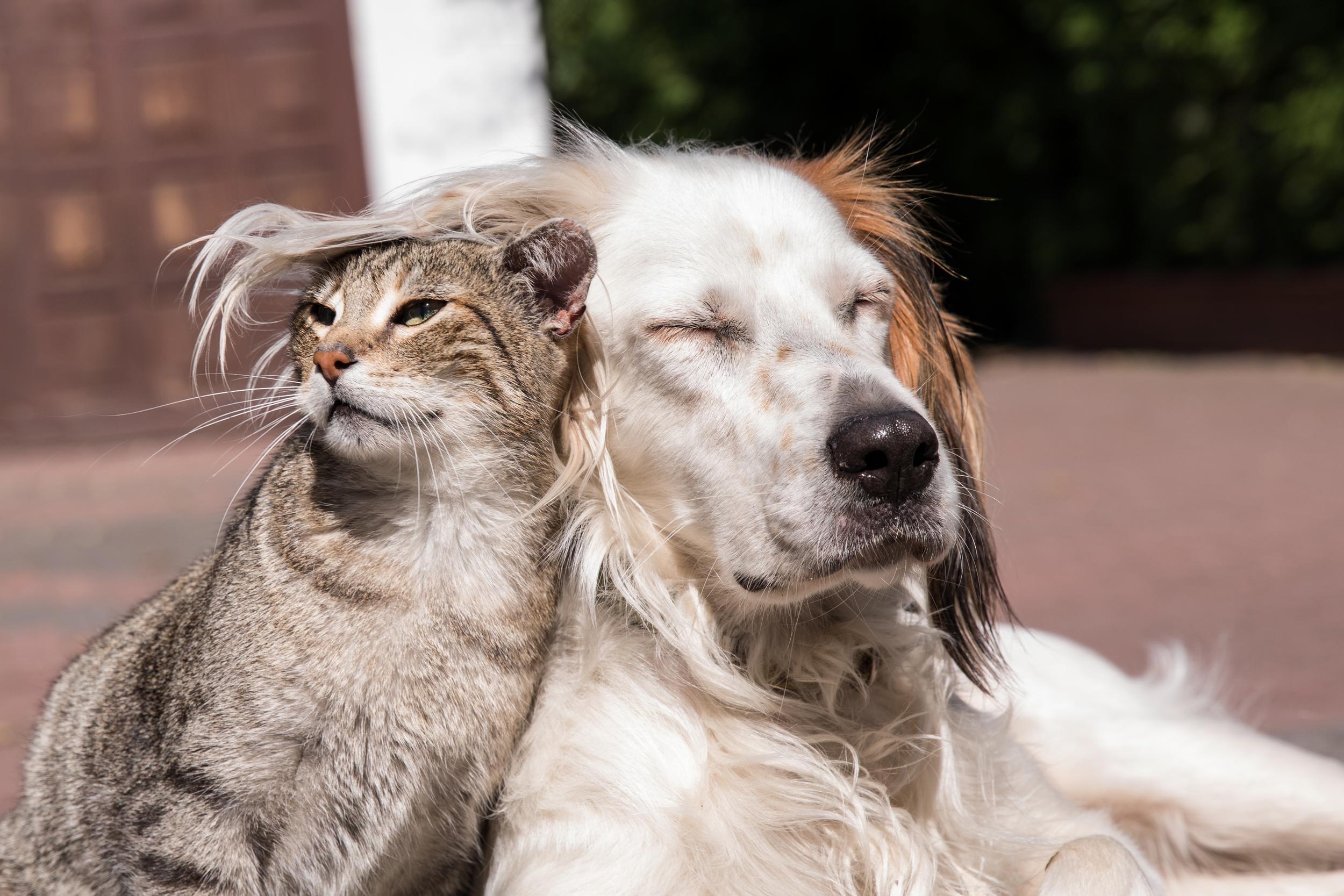 Tabby cat and white dog snuggling in sun