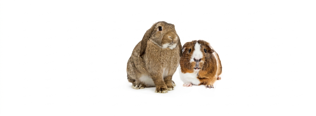 Rabbit and Guinea Pig
