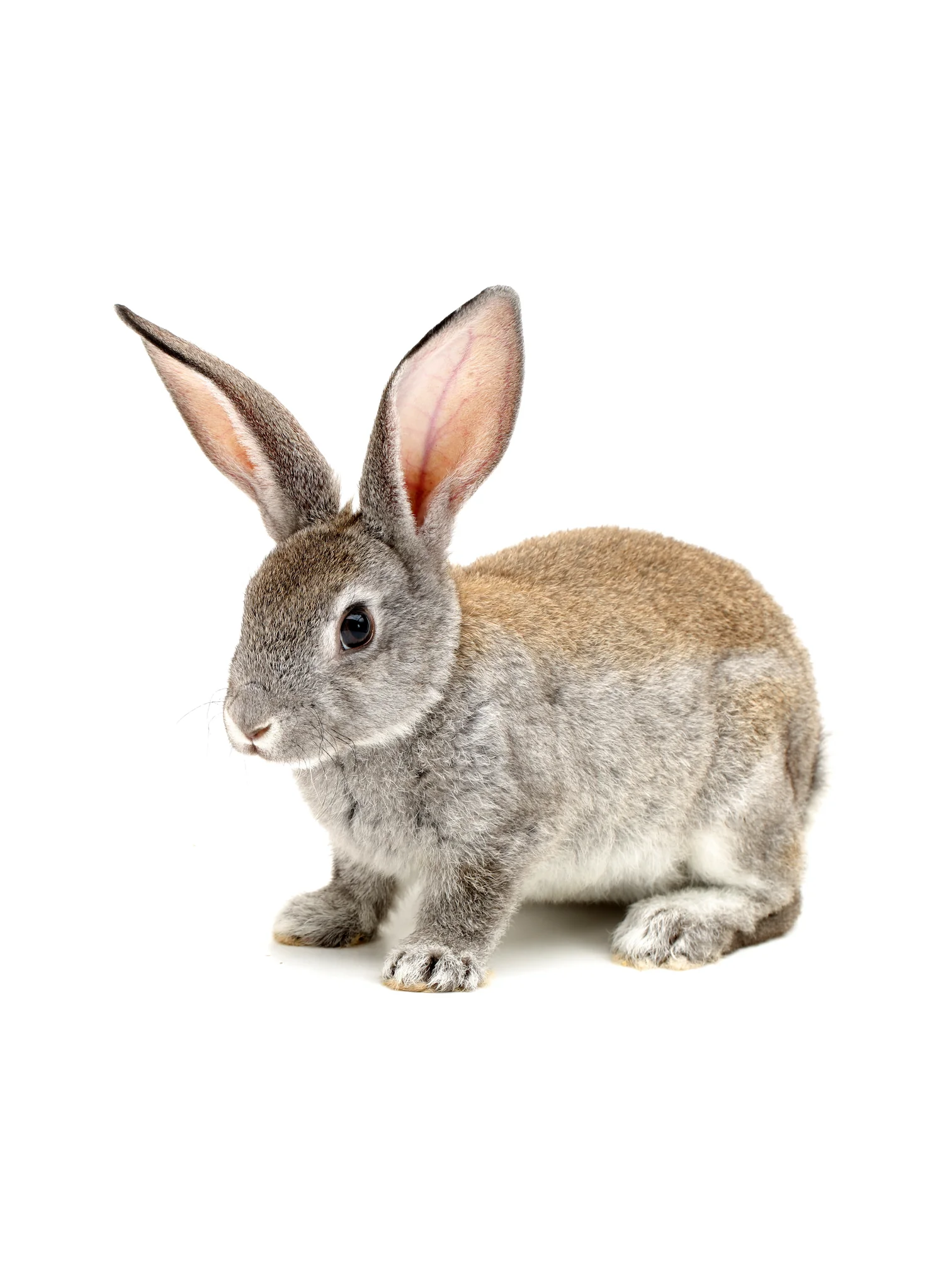 Small Rabbit on a White Background