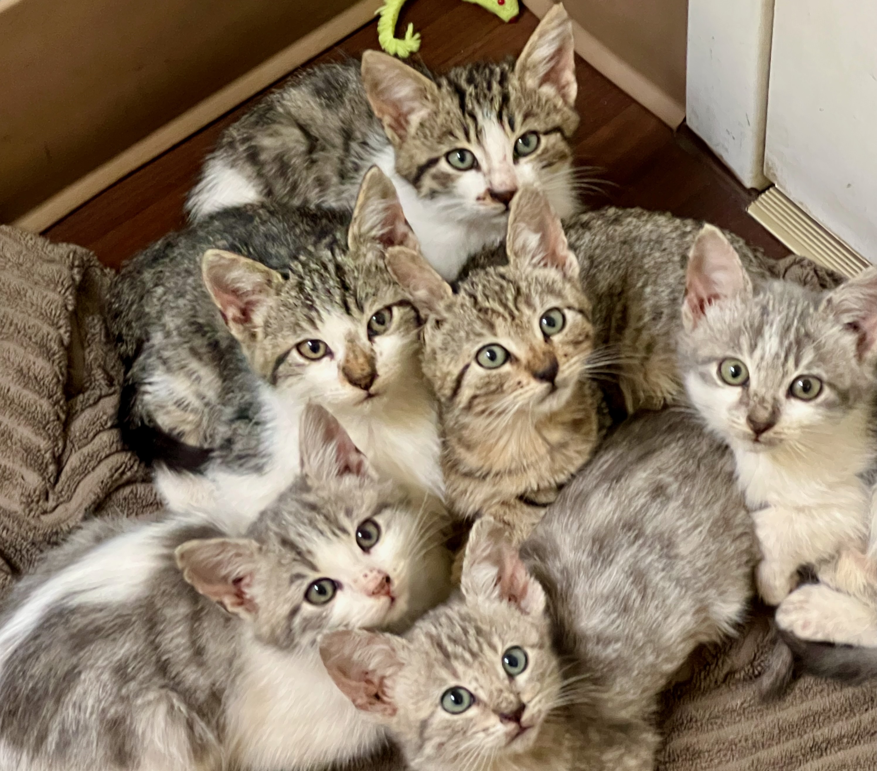 Cute little Kittens in a pile